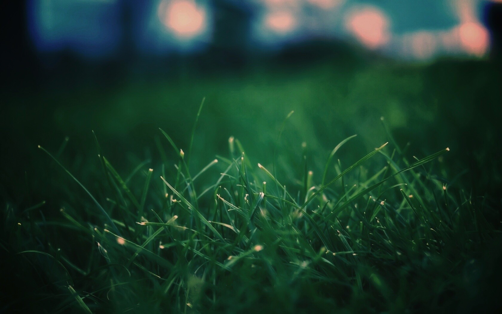 Сочная трава обои