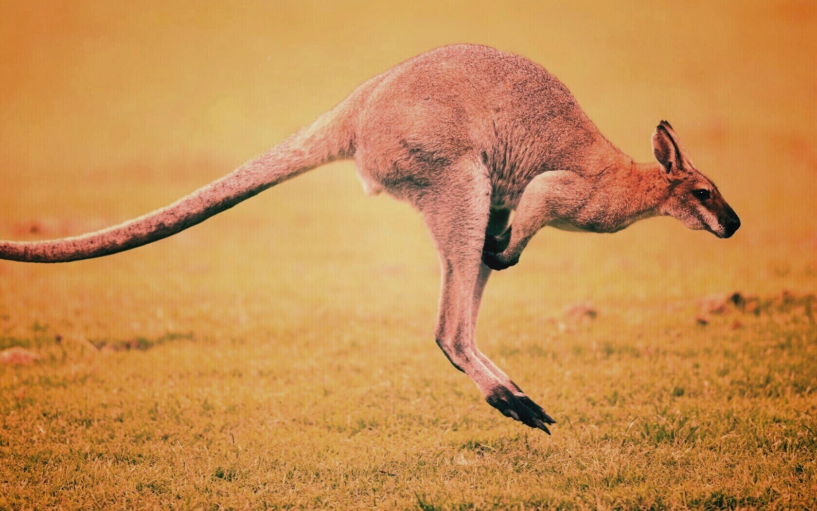 Кенгуру обои