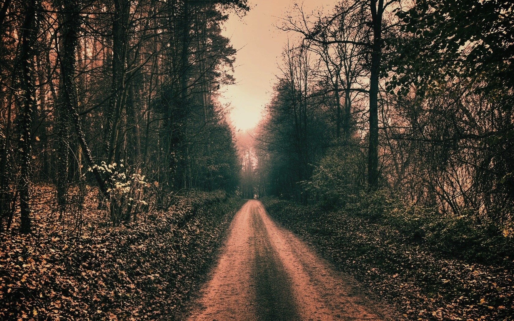 Лесная дорога обои