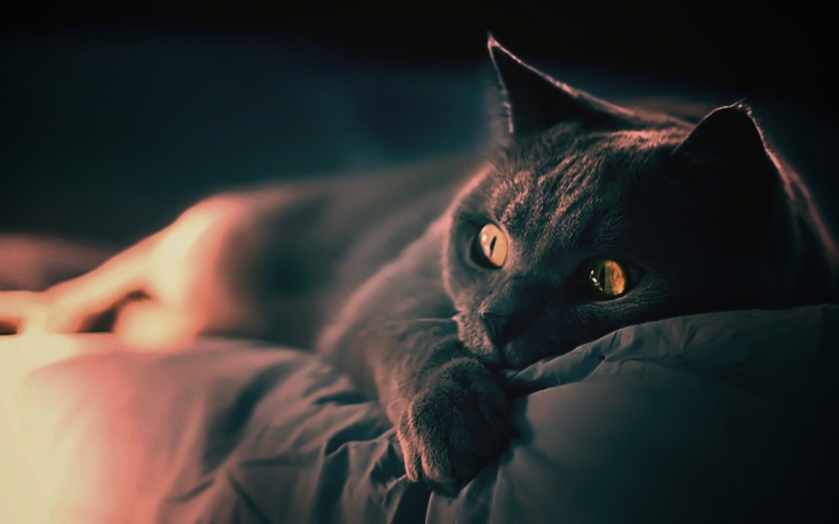 Персидский кот на кровати обои