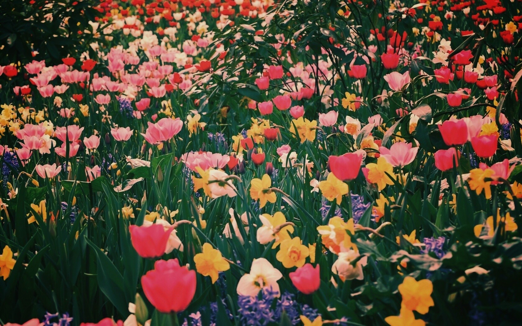 Поляна со множеством цветов обои