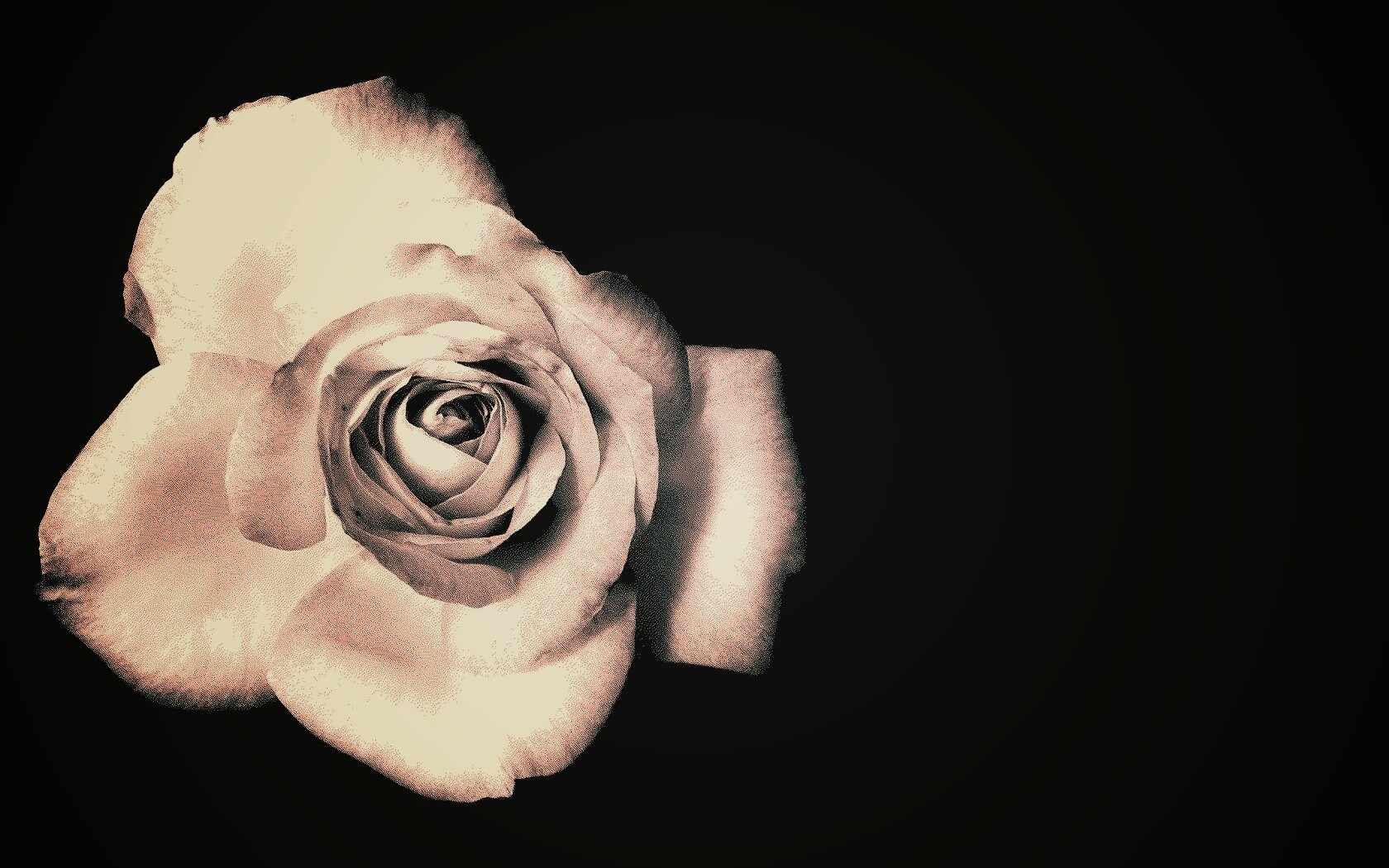 Черно-белая роза обои