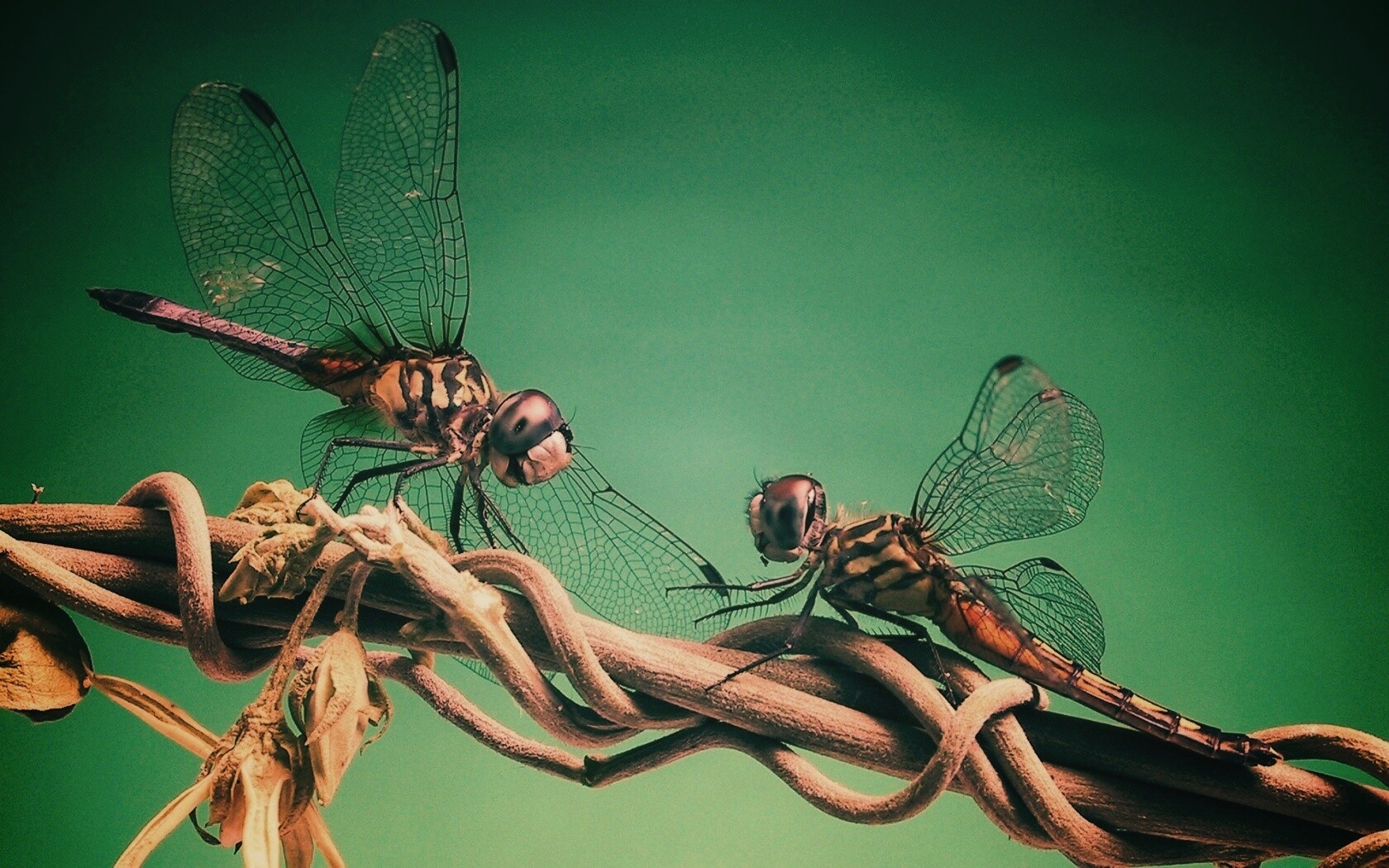 Две стрекозы обои