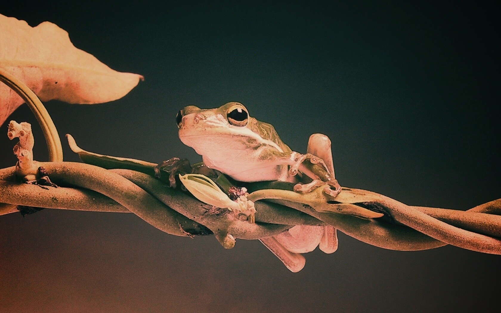 Лупоглазая лягушка на лиане обои