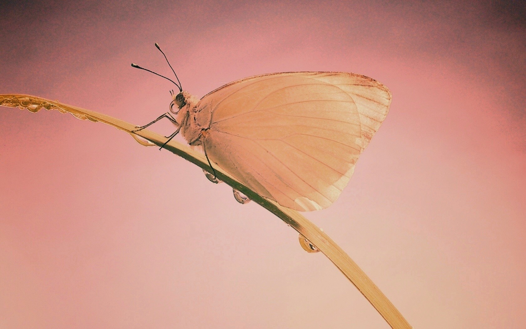 Жёлтая бабочка на стебельке обои