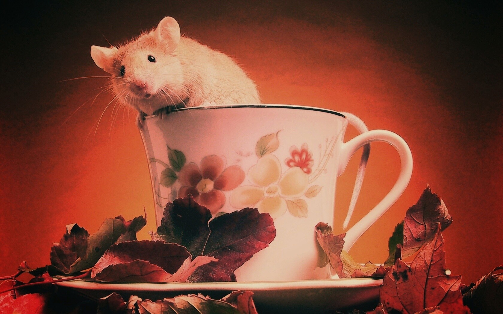 Мышонок выбирается из чашки обои