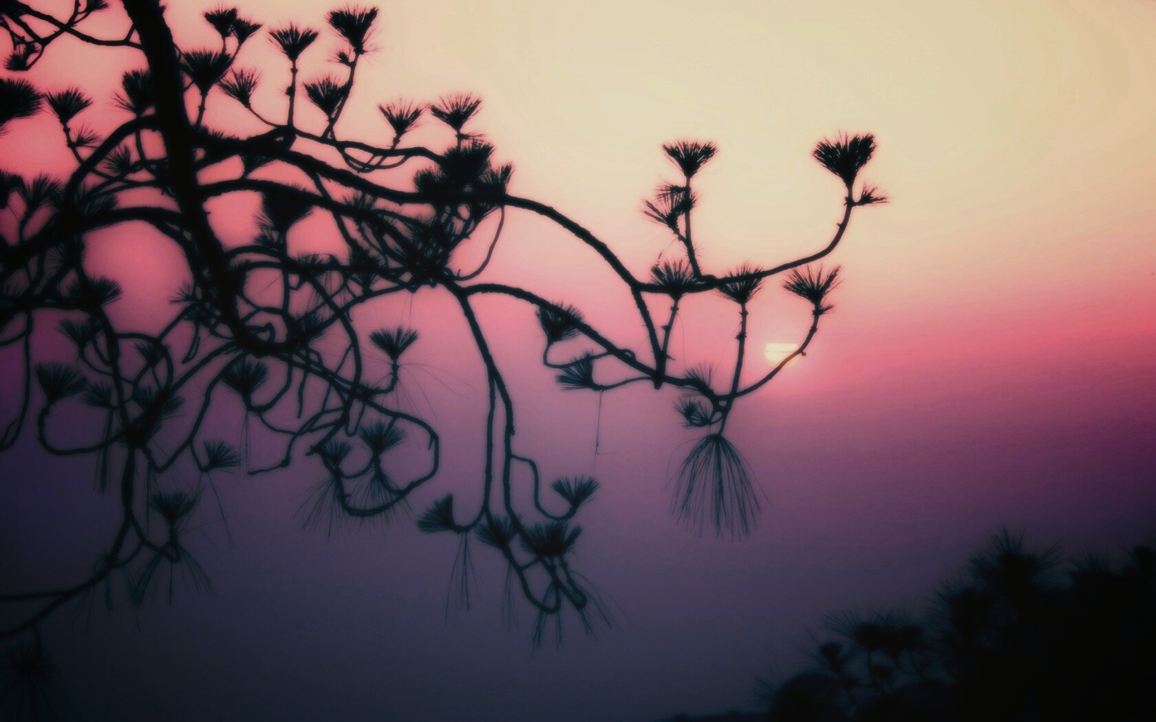 Ленкоранская акация на фоне синего заката обои