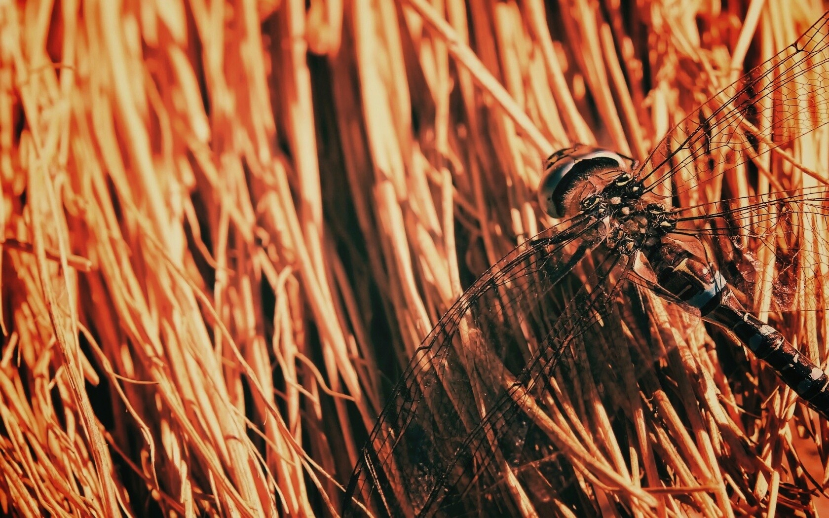 Стрекоза на сене обои