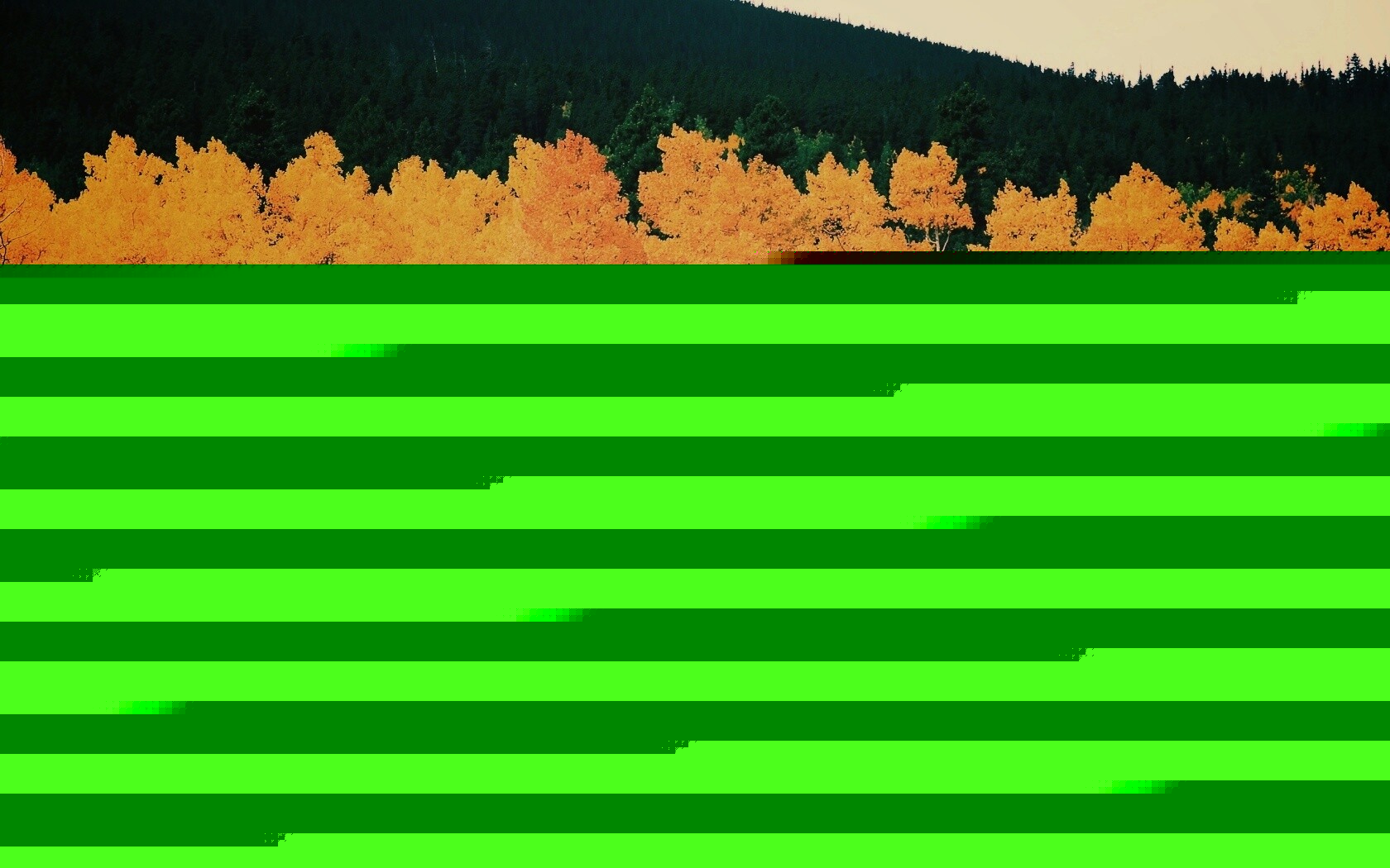 Пожелтевший лес обои