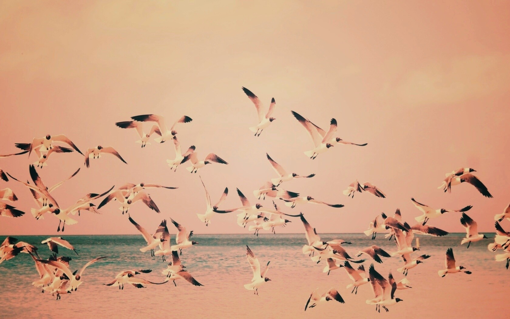 Стая взлетающих чаек обои
