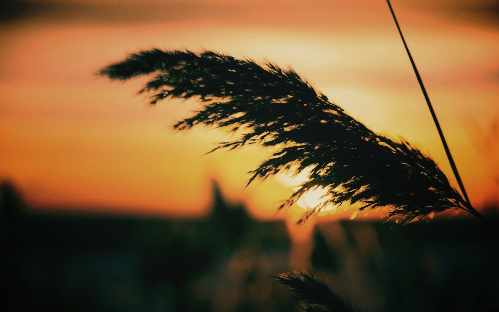 Камыш на закате обои