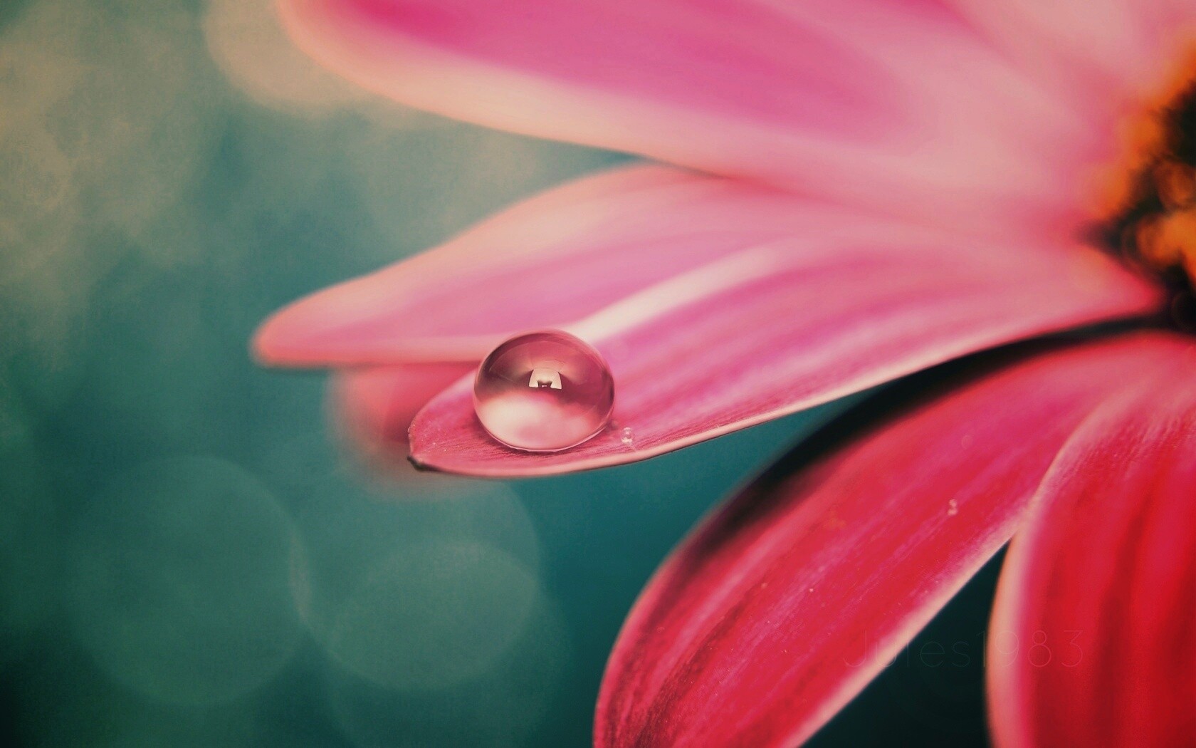 Капля на лепестке обои