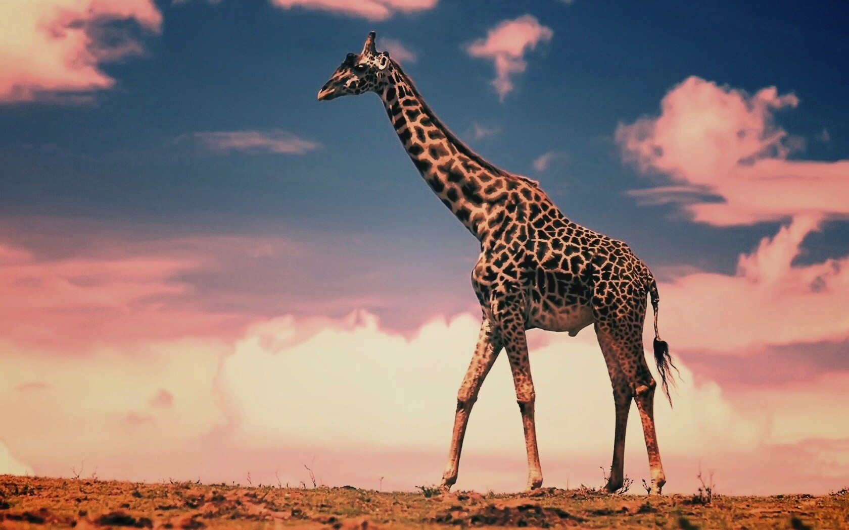 Жираф на прогулке обои