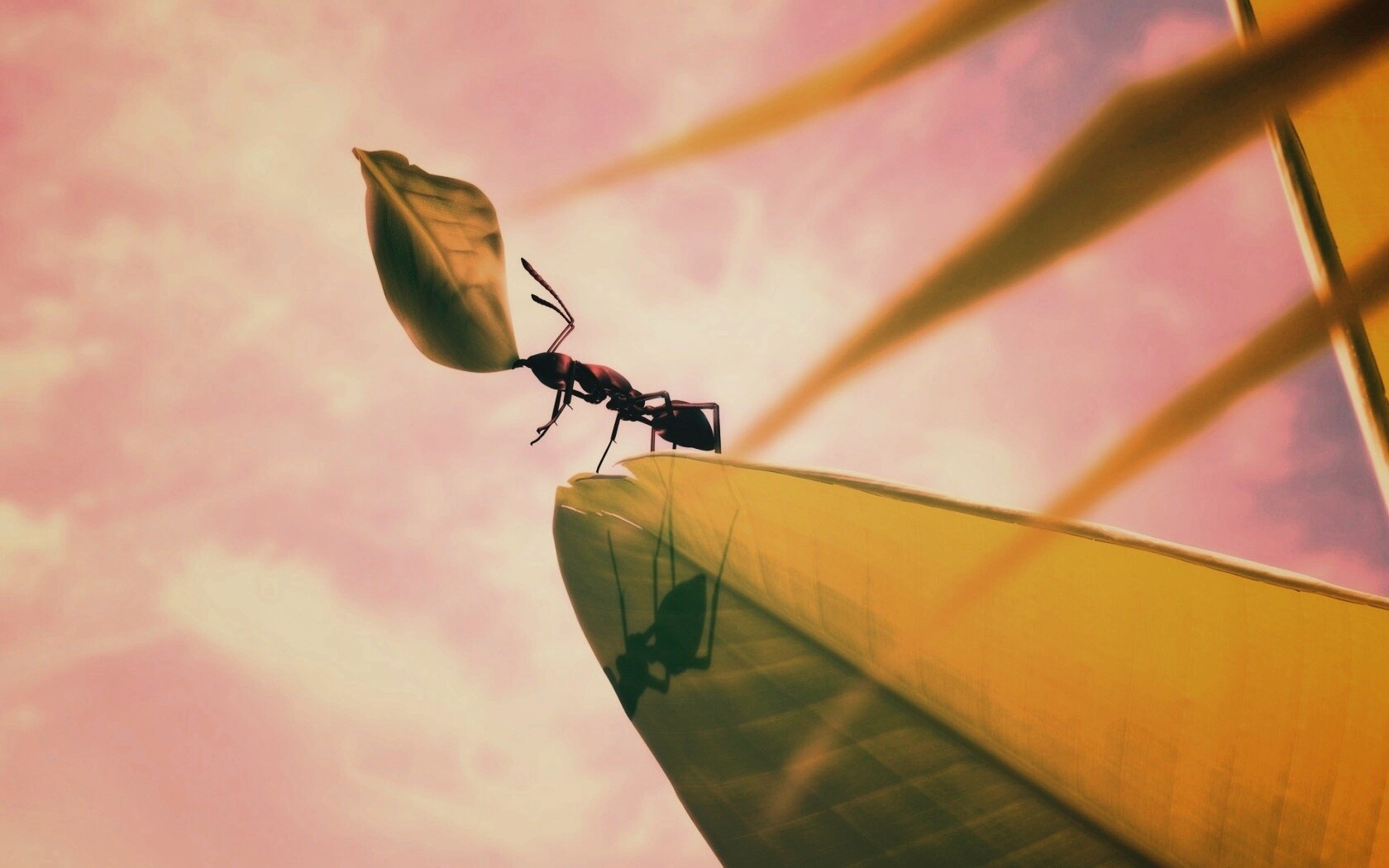 Муравей тащит лист обои