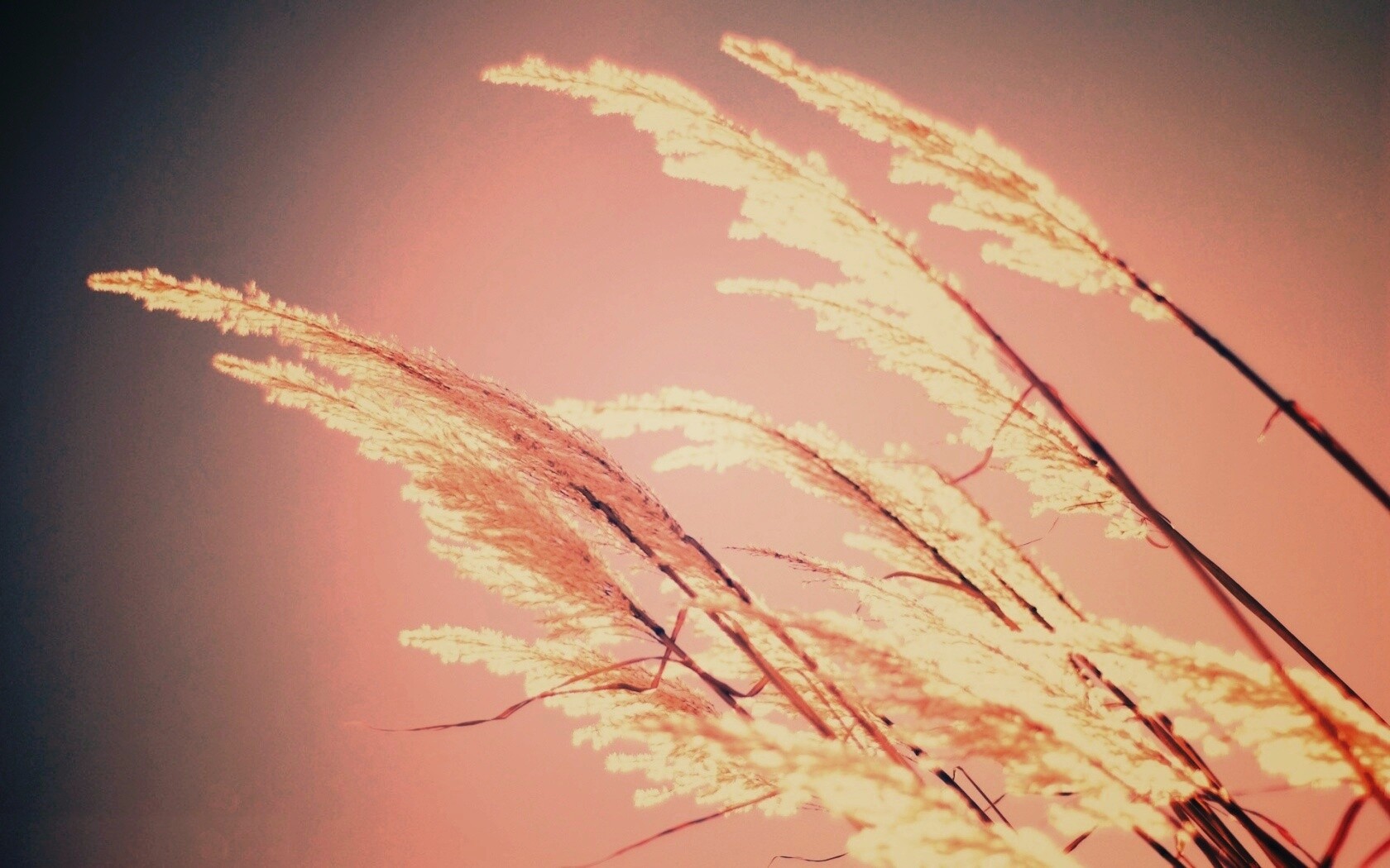 Солнце играет на степном ковыле обои