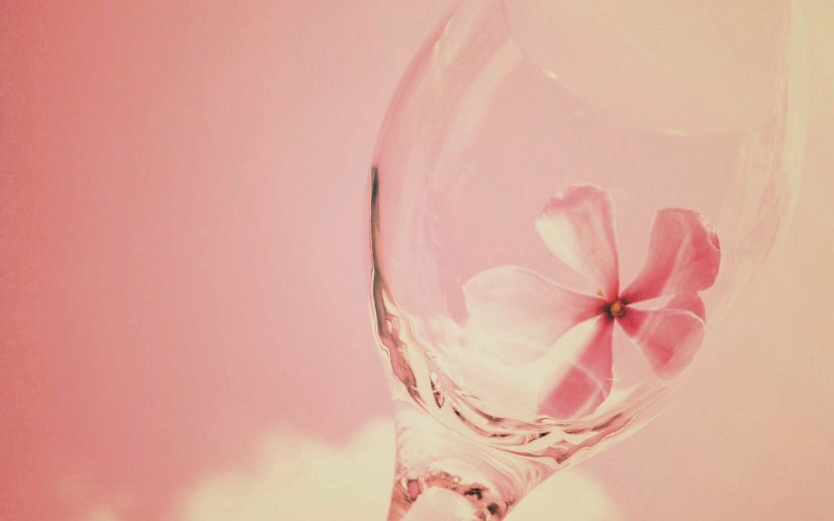 Нежный цветок в бокале на фоне голубого неба обои