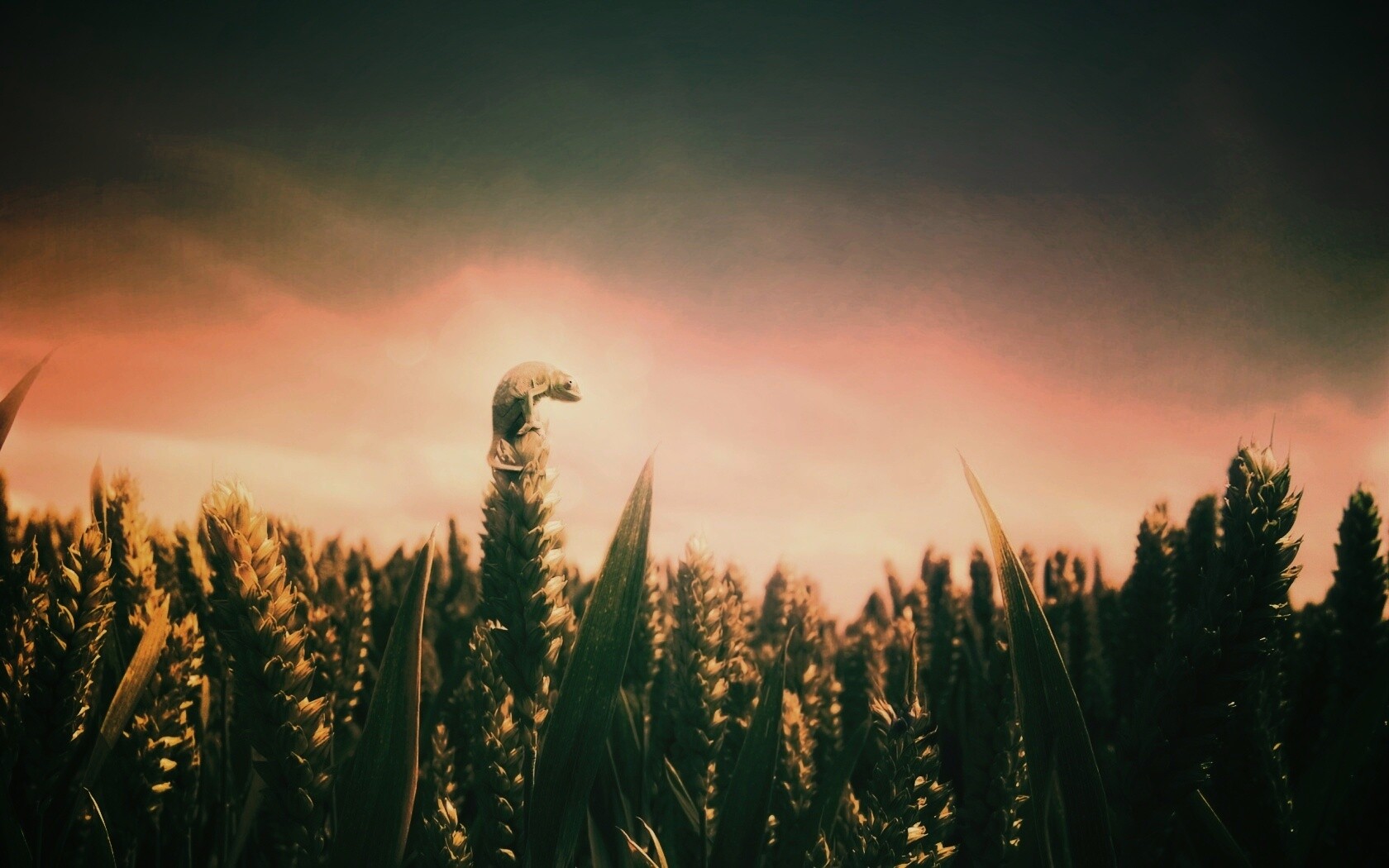 Маленький хамелеон на травинке обои