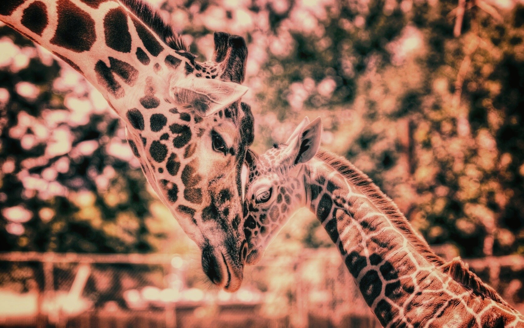 Жирафа и жирафёнок обои