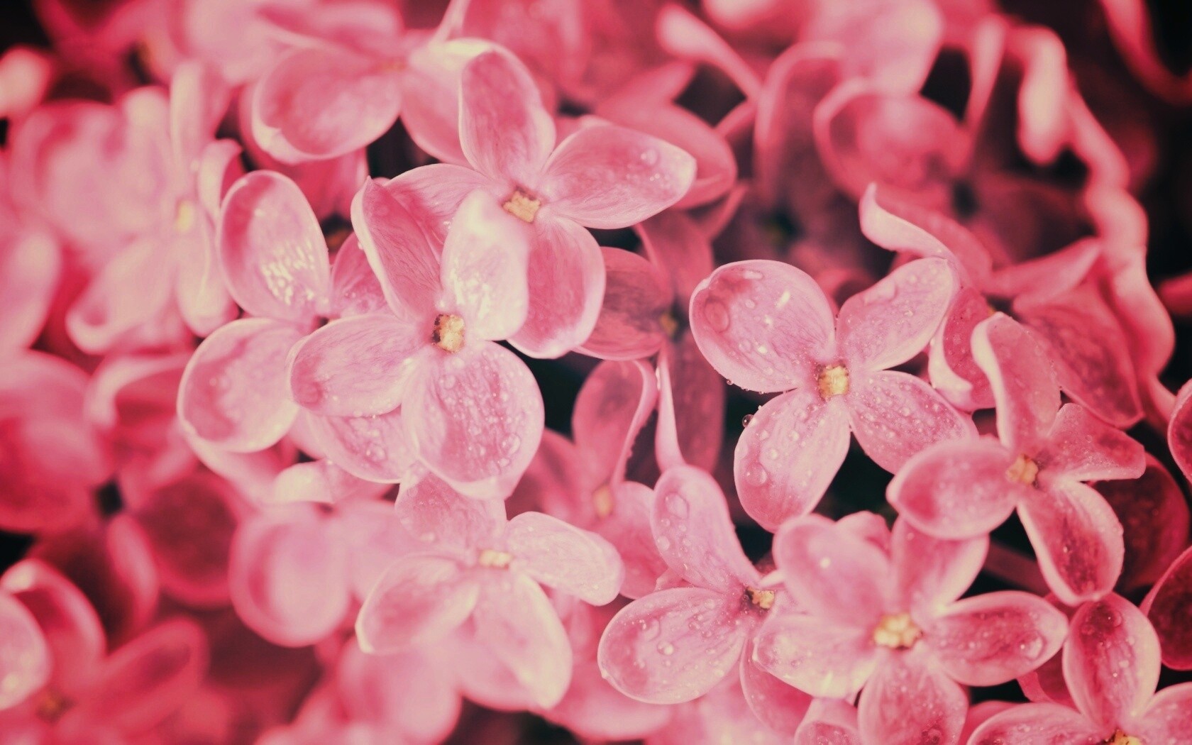 Цветы сирени обои