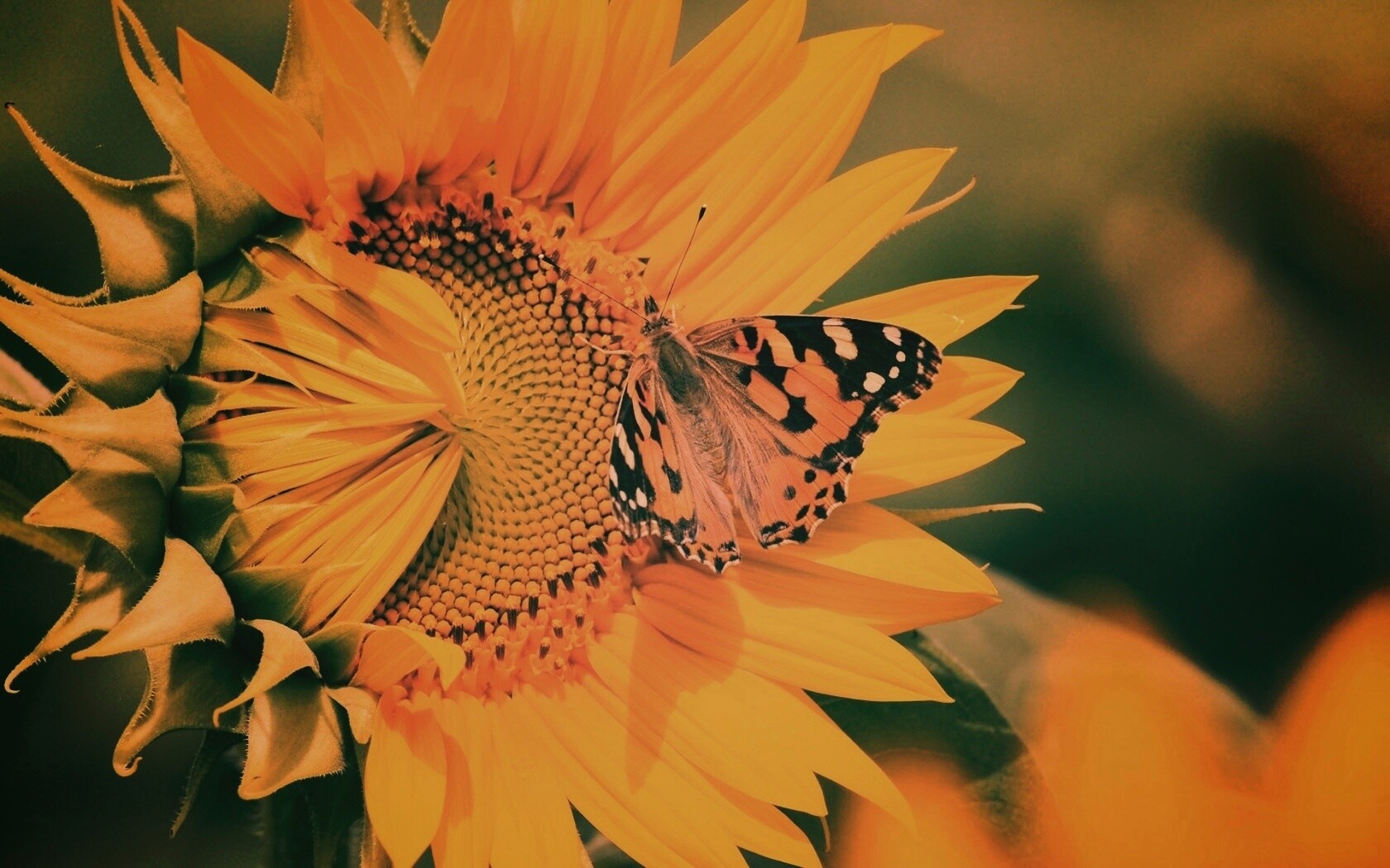 Бабочка на подсолнухе обои