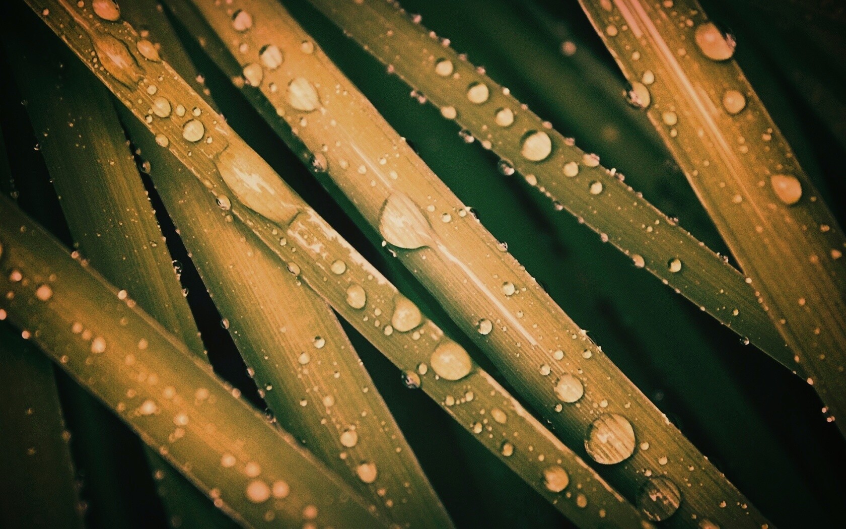 Капли на траве обои