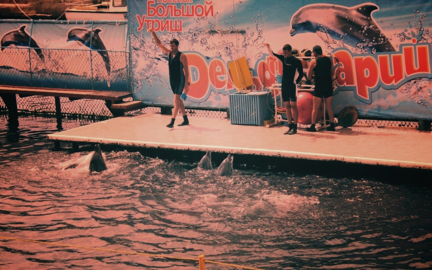 Утро в дельфинарии обои