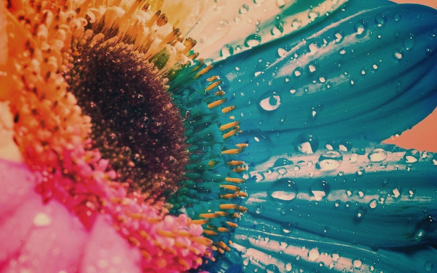 Цветик семицветик обои