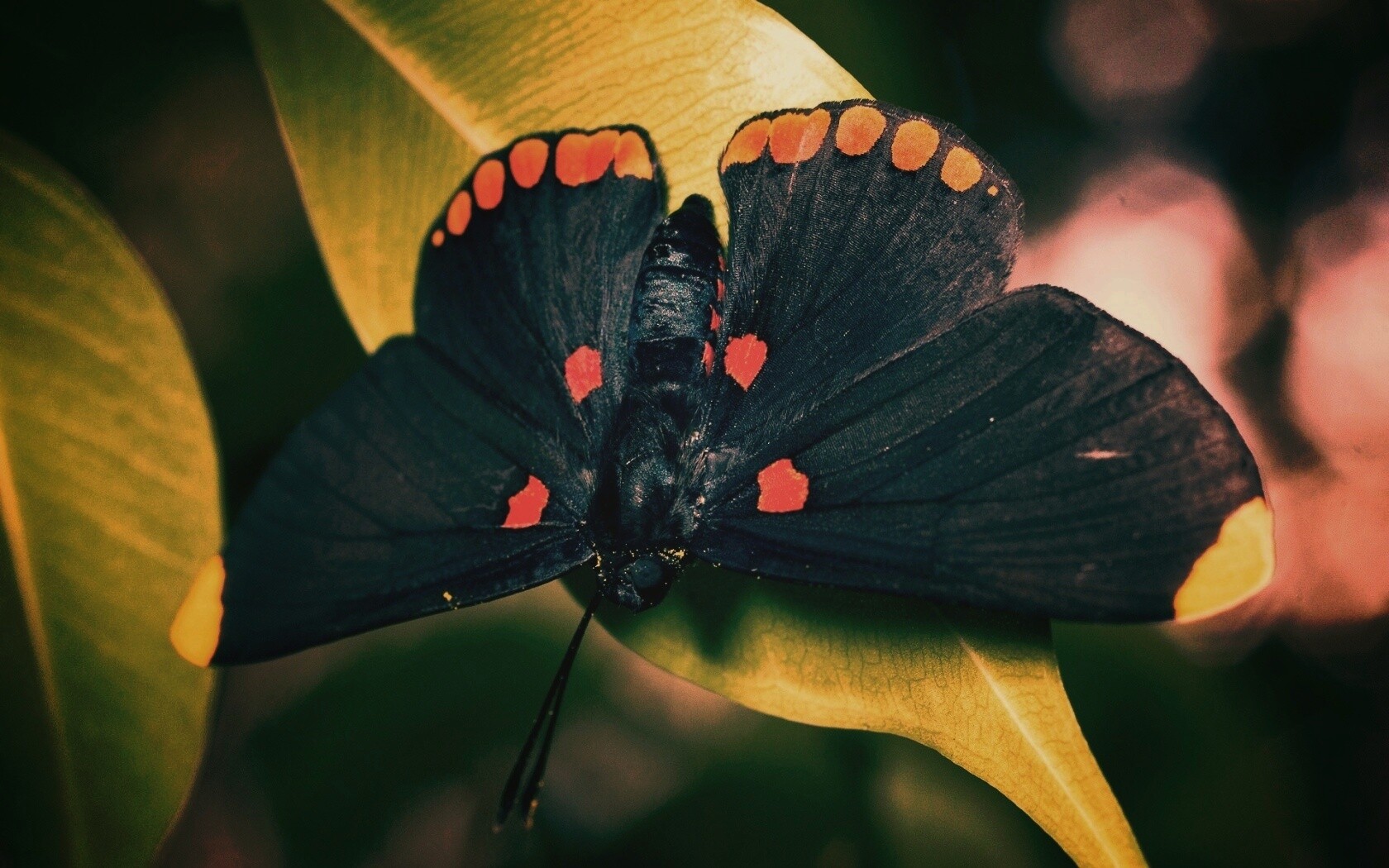 Бабочка на листе обои
