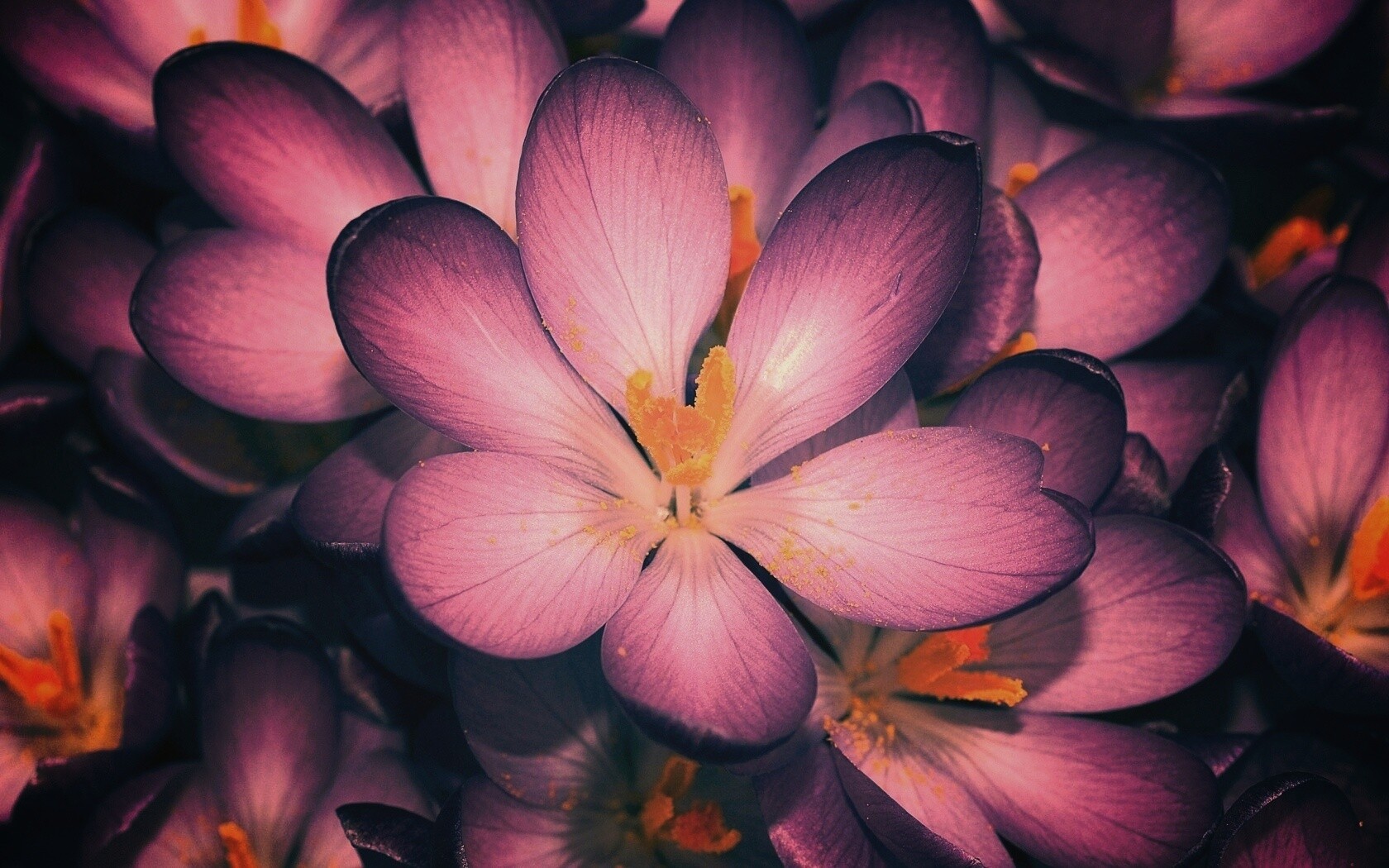 Сиреневый цветок обои