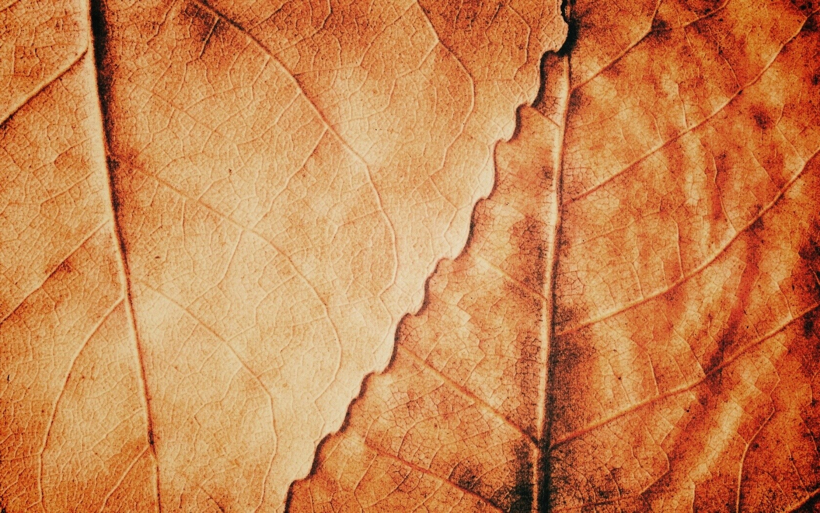 Текстура желтых увядших листьев обои