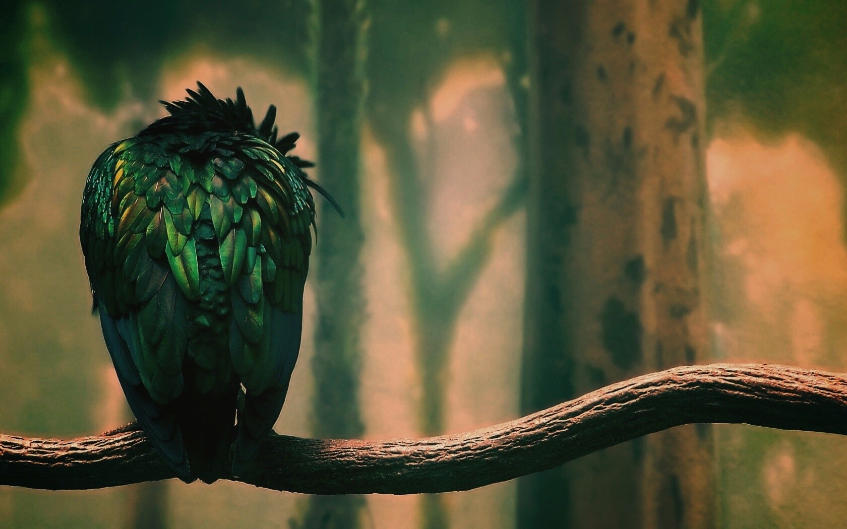 Птица спит на ветке обои