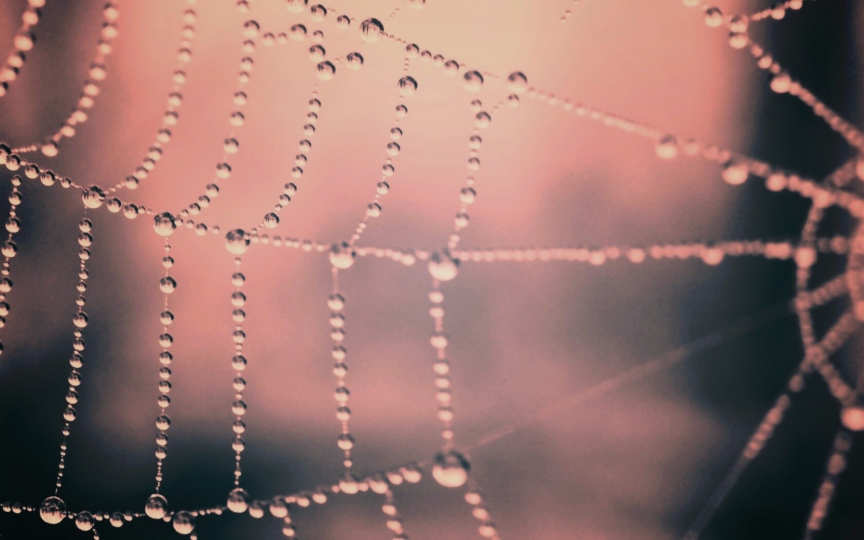 Капли росы на паутине обои