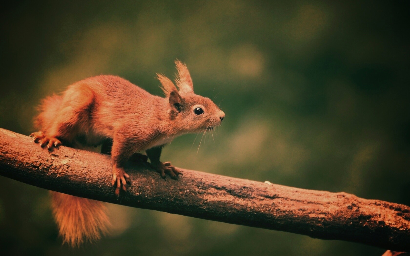 Белочка на ветке обои
