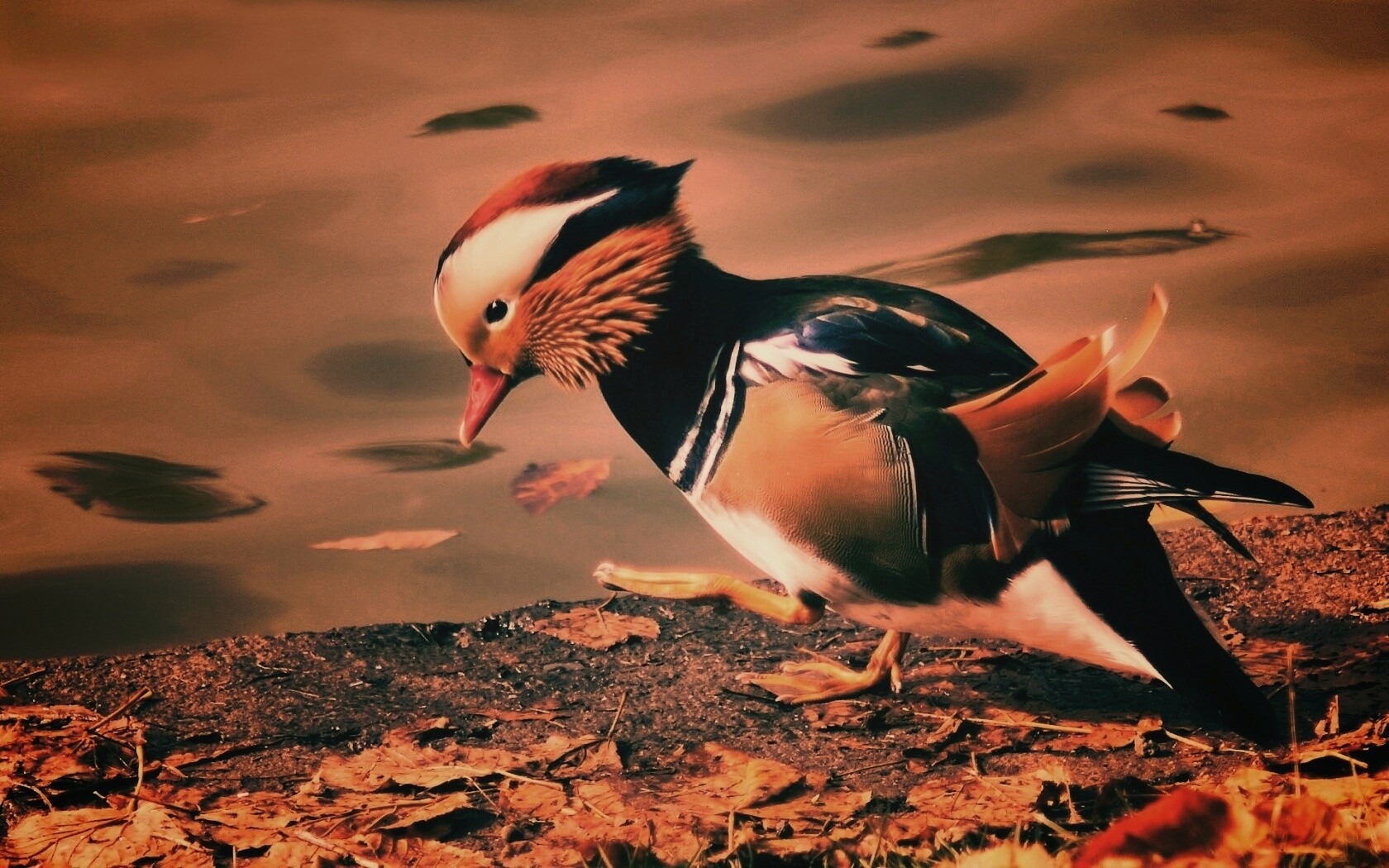 Уточка - мандаринка обои