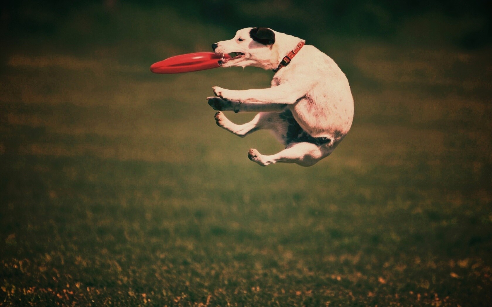 Ловкач обои