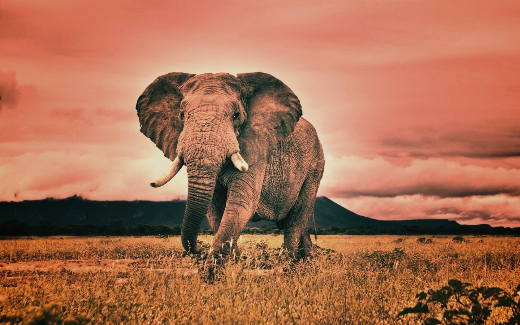 Слон на прогулке обои