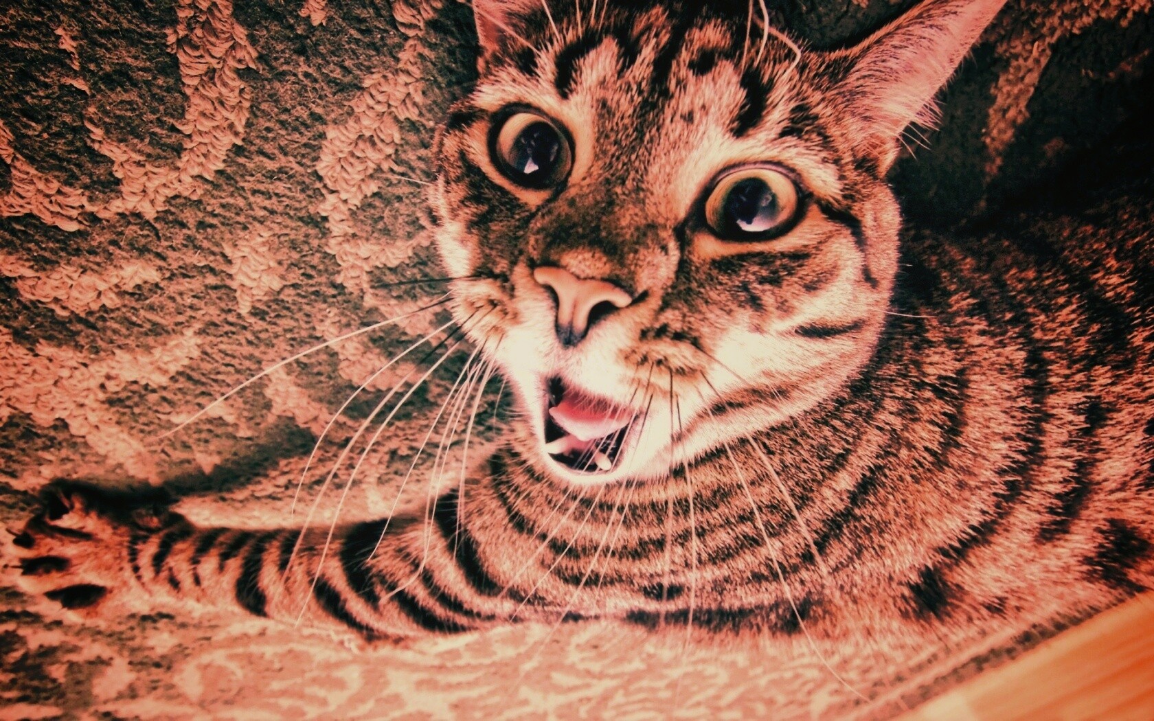 Спалившийся на ковре кошак обои