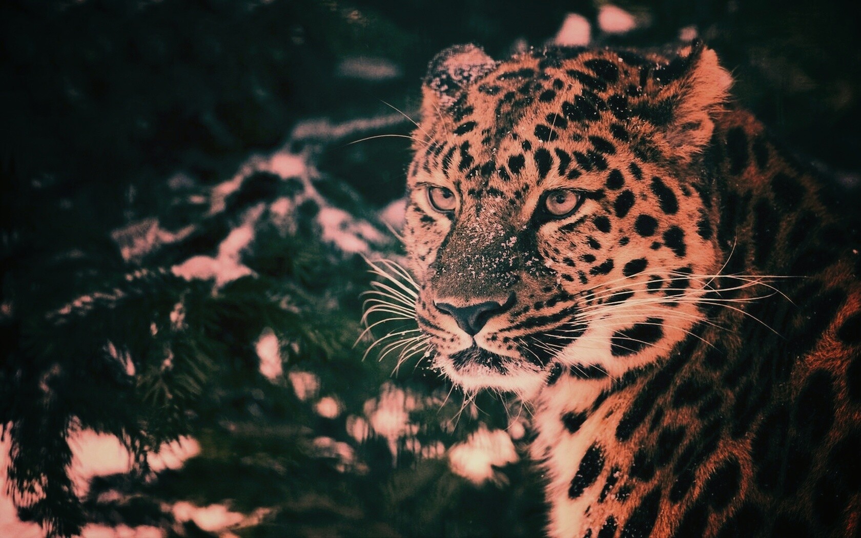 Леопард у заснеженной ели обои