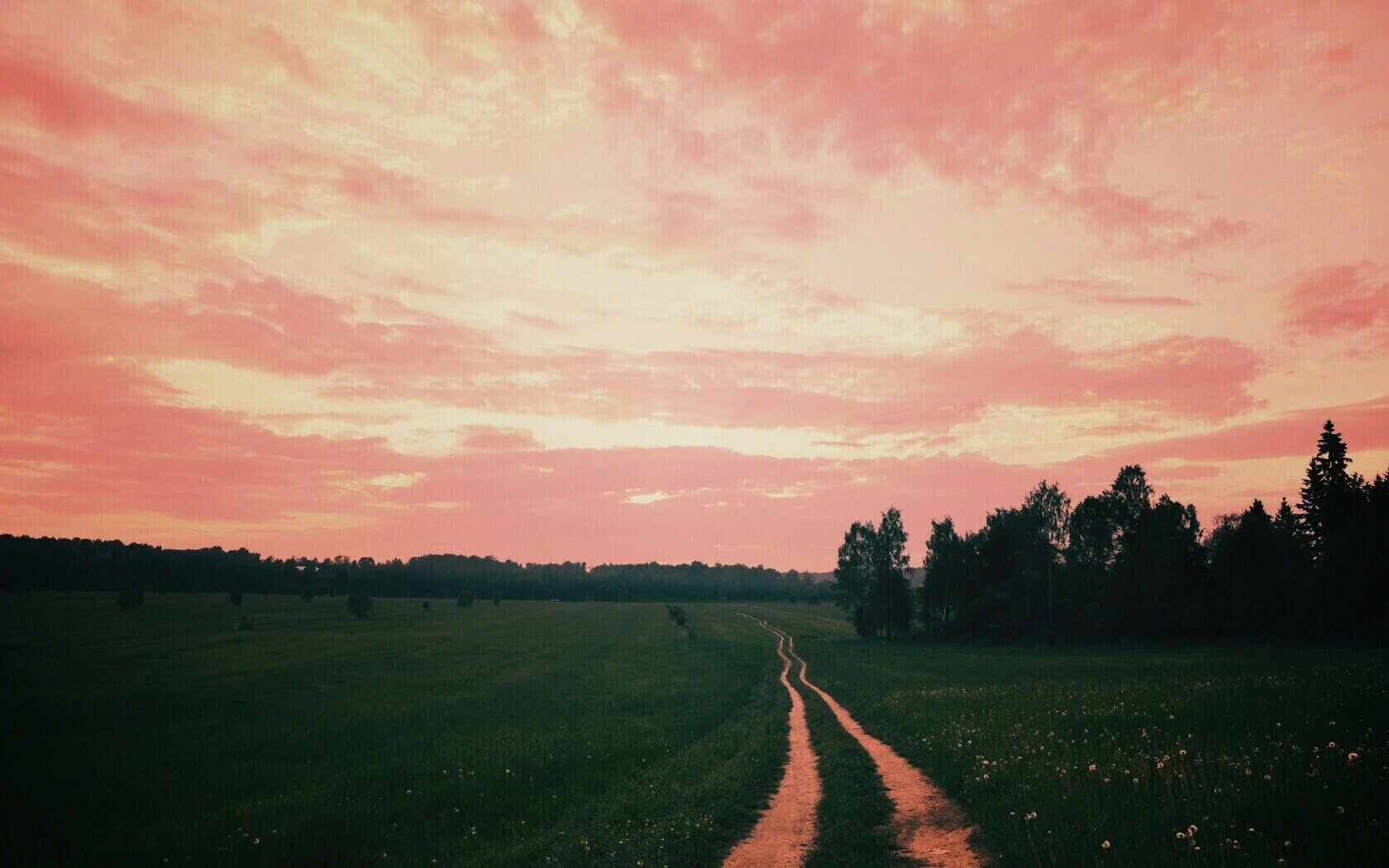 Дорога к лесу обои