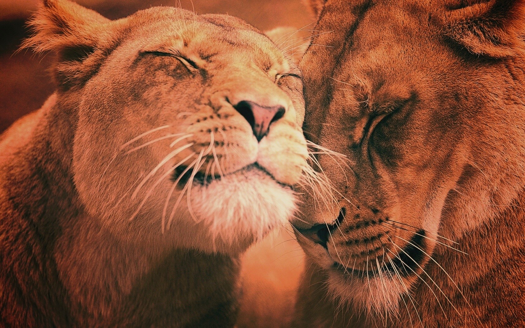 Нежные львы обои