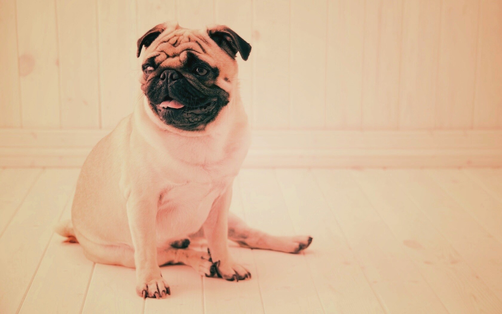 Симпатичный мопс на полу обои
