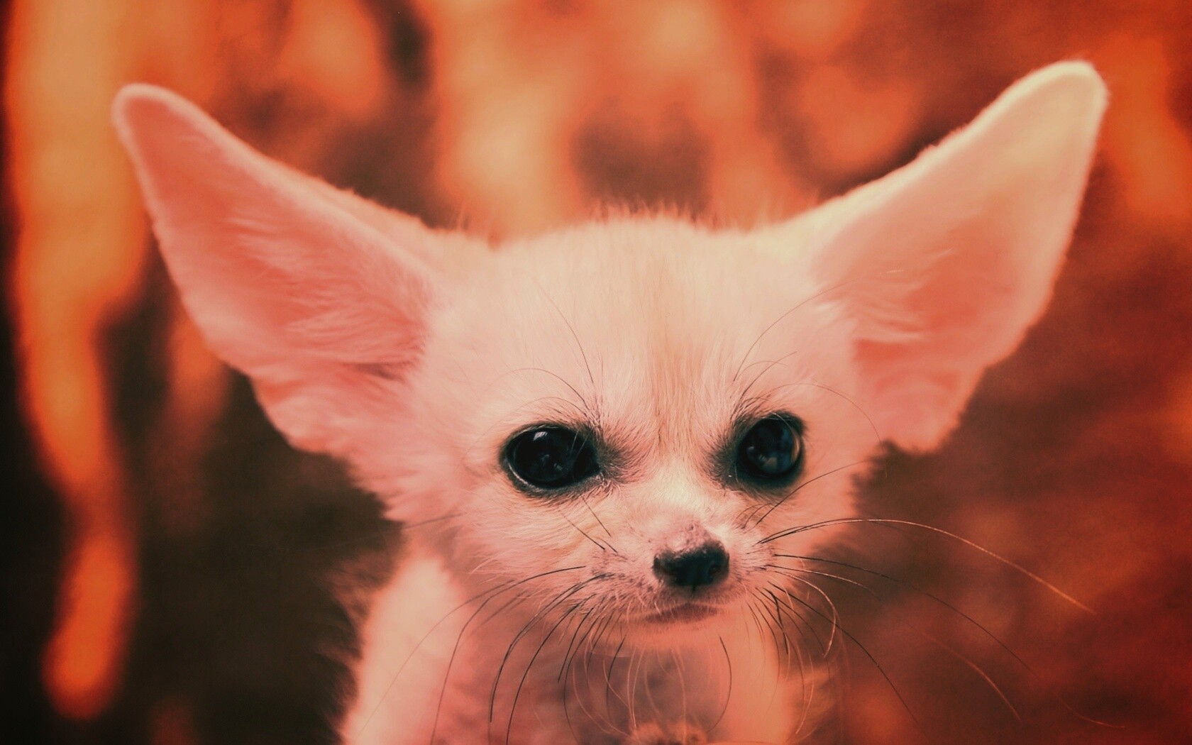 Угрюмый ушан обои