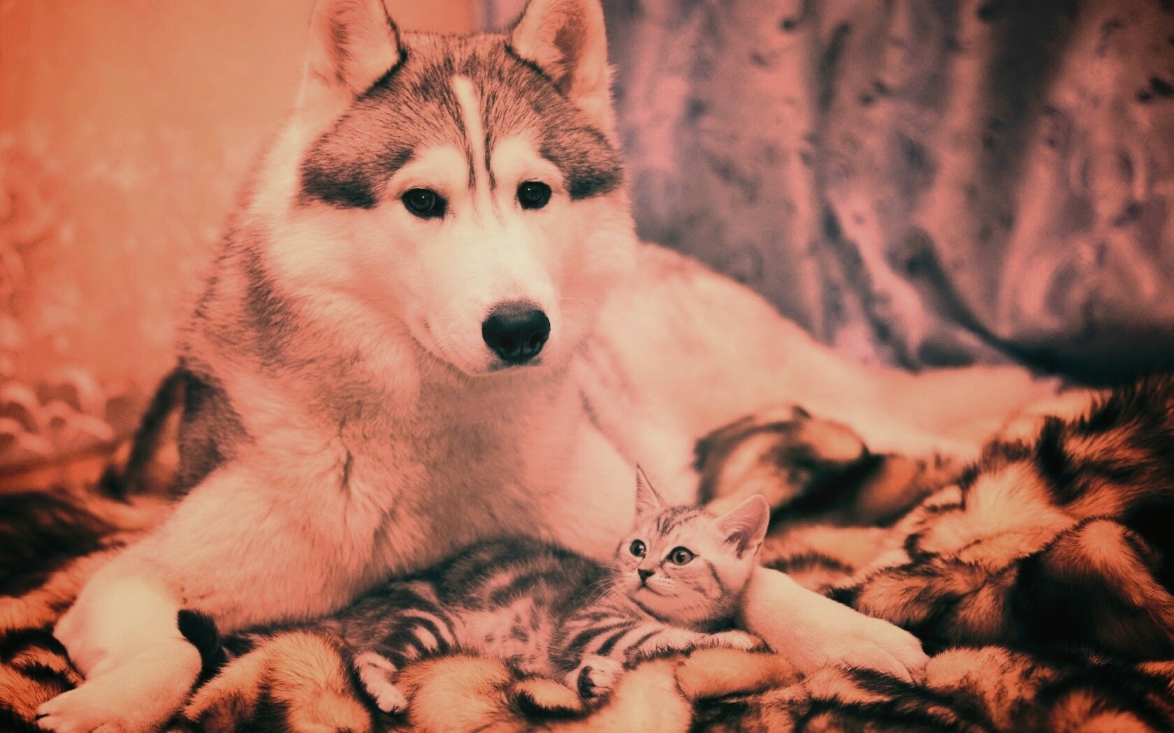 Собака и котенок обои