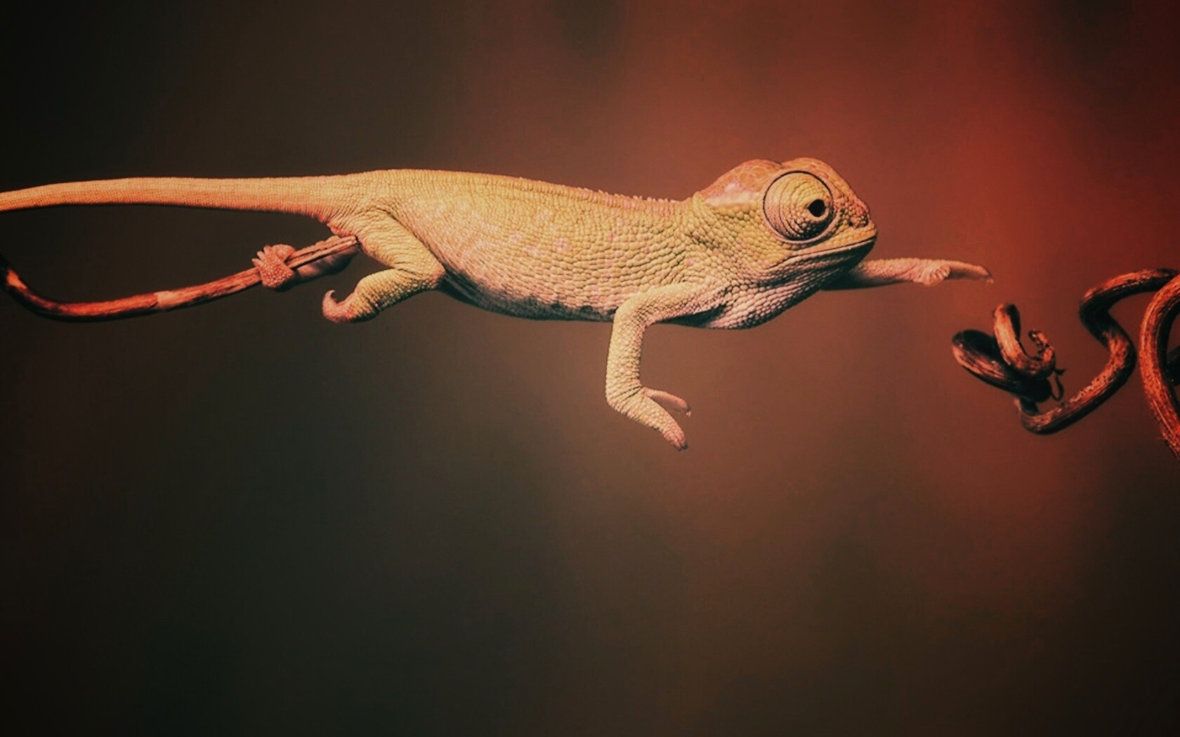 Ящерка тянется к ветке обои