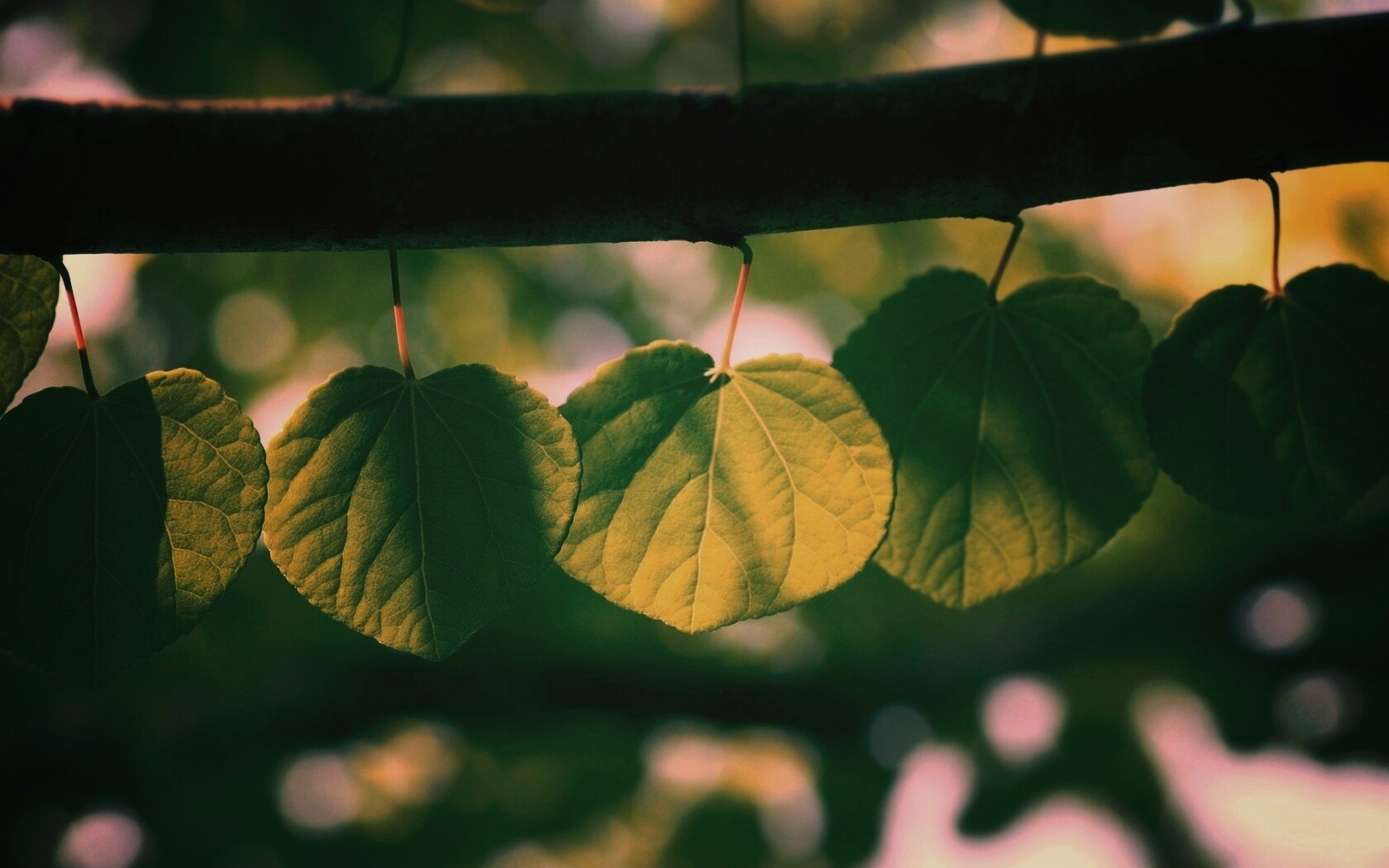 Ветка с зелеными листочками обои