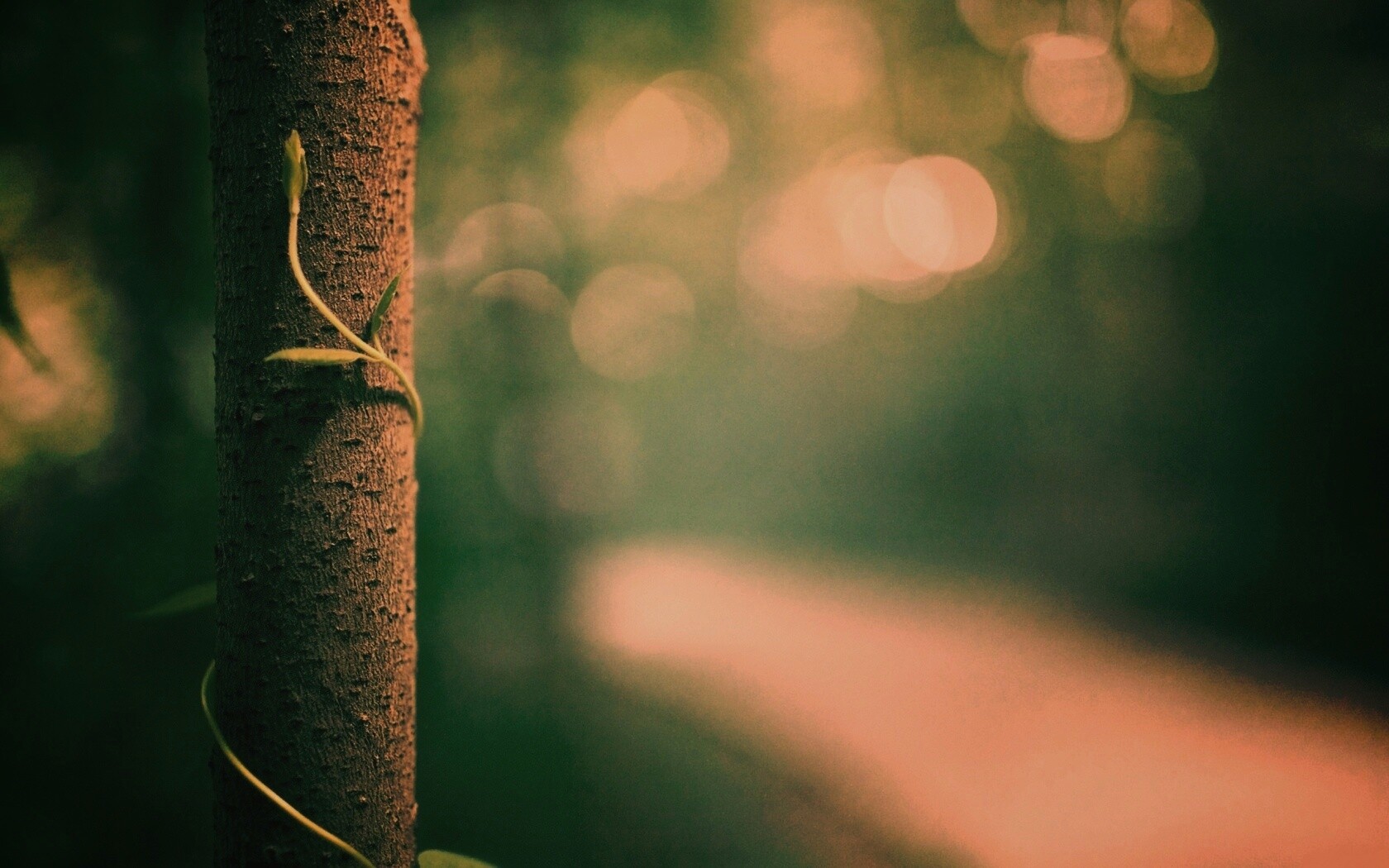 Стебелек на стволе деревца обои