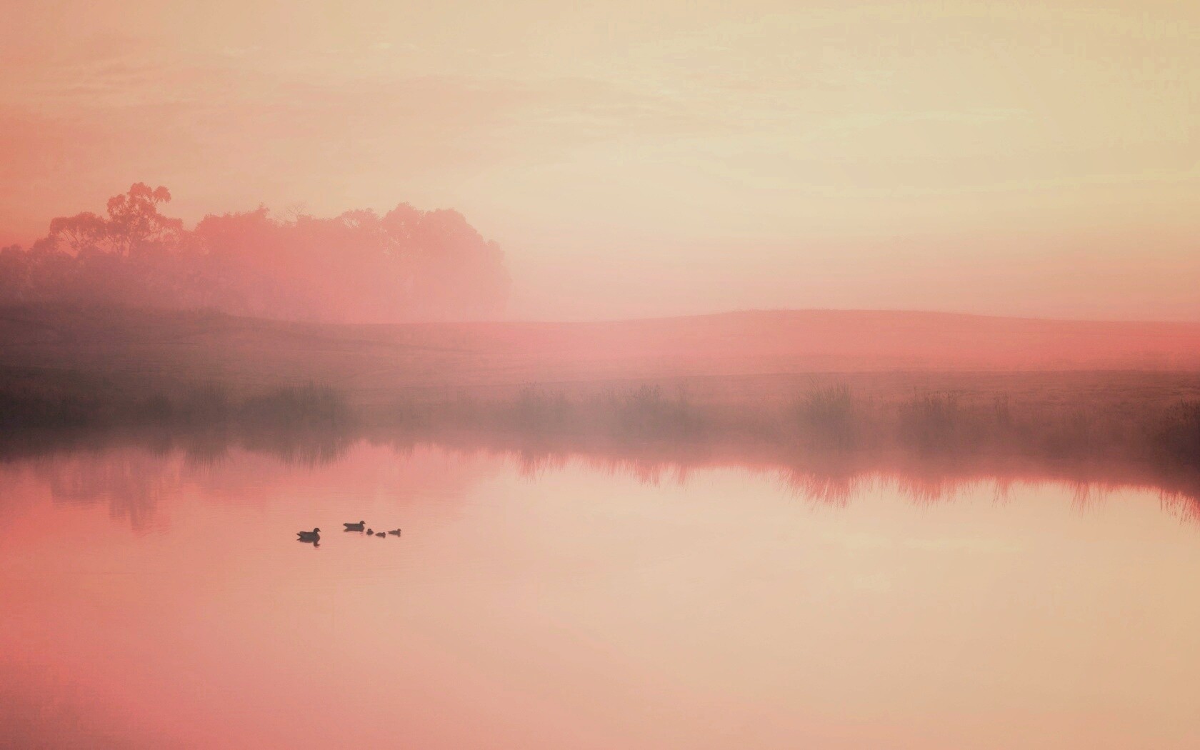 Ducks on a Misty Pond обои