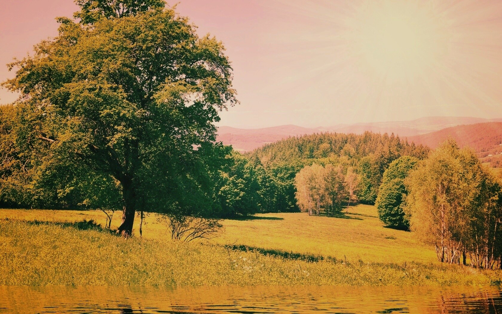 Дерево у воды обои