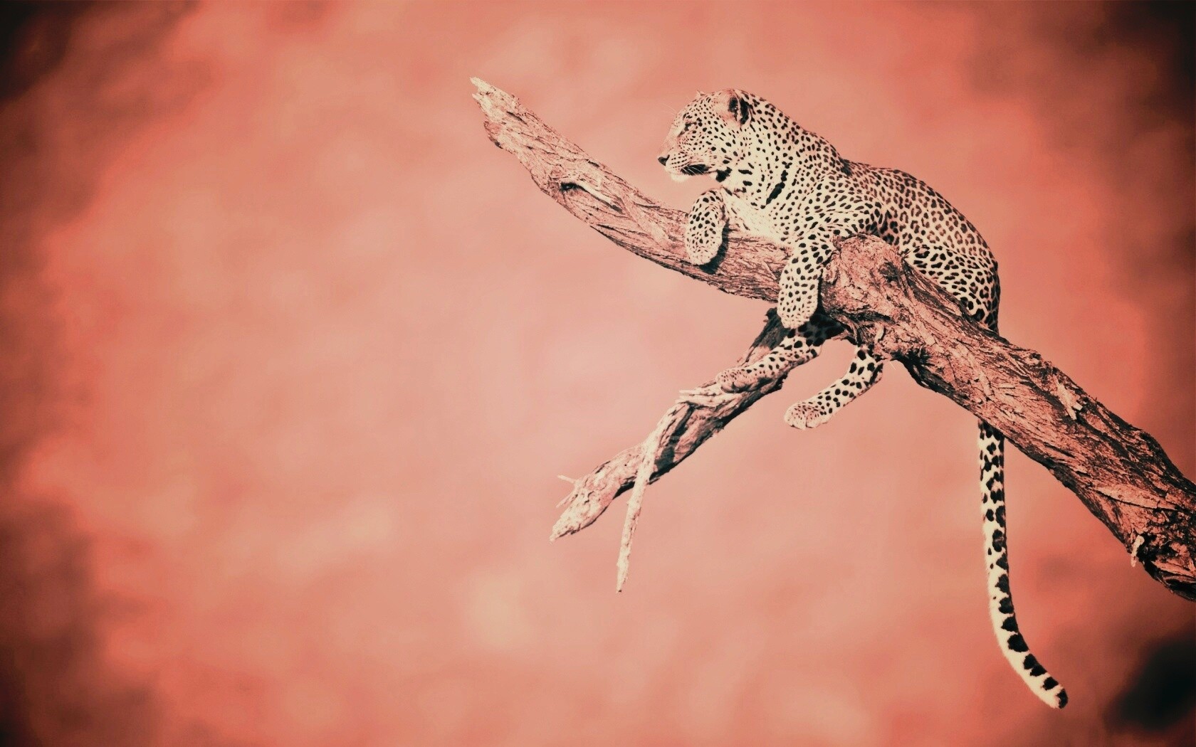 Ягуар на дереве обои