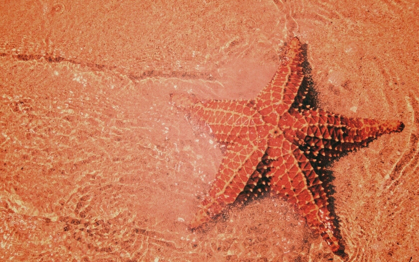 Морская звезда обои
